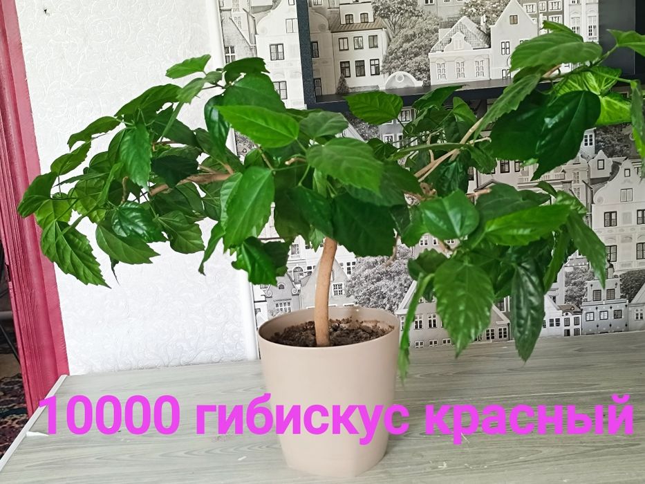 Продам цветы разные