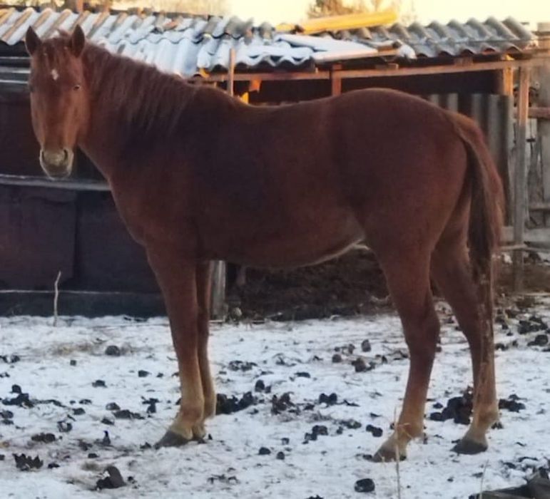 Продаётся жеребец