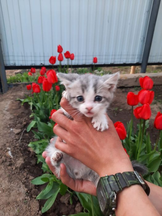 Котик ищет своих родителей