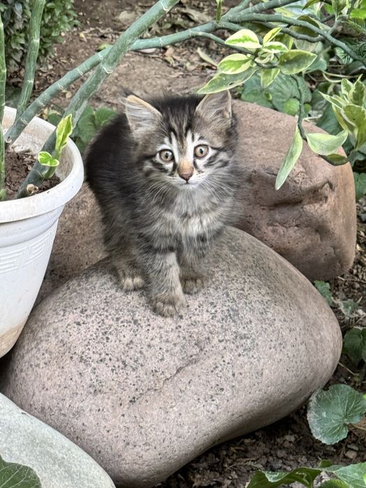 БЕСПЛАТНО домашние котята