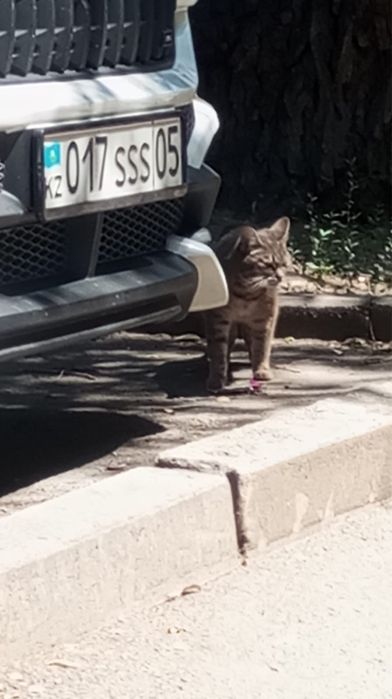 Найдена кошечка район Алматы 1