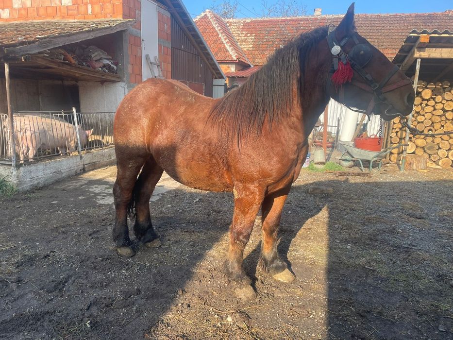 Vand mânz de 1 an si 7 luni