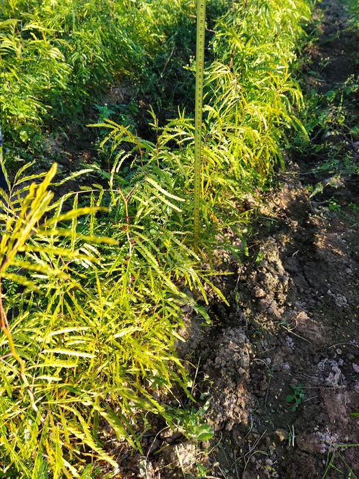 Gladiță (roscove), puieți  anul 1, pentru gard viu