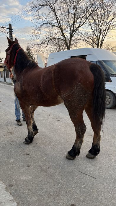 Vând cal castrat de 6 ani