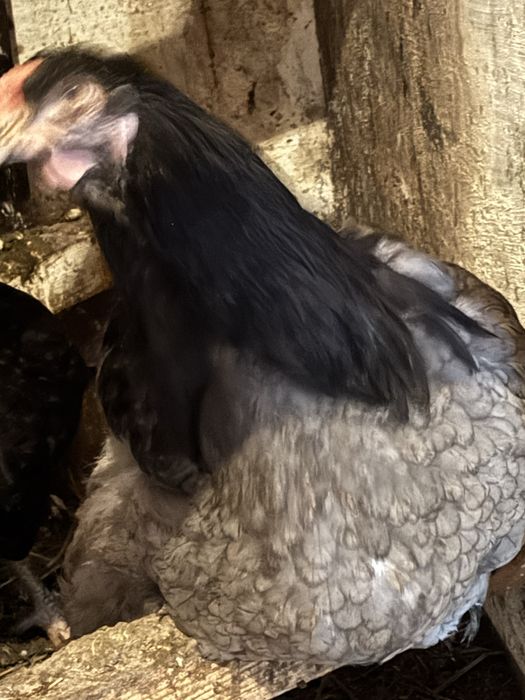 Продам петухов Брама