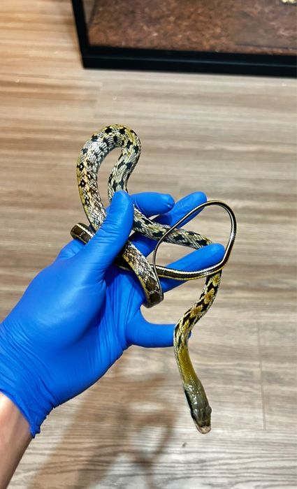 Тънкоопашат смок 0.1