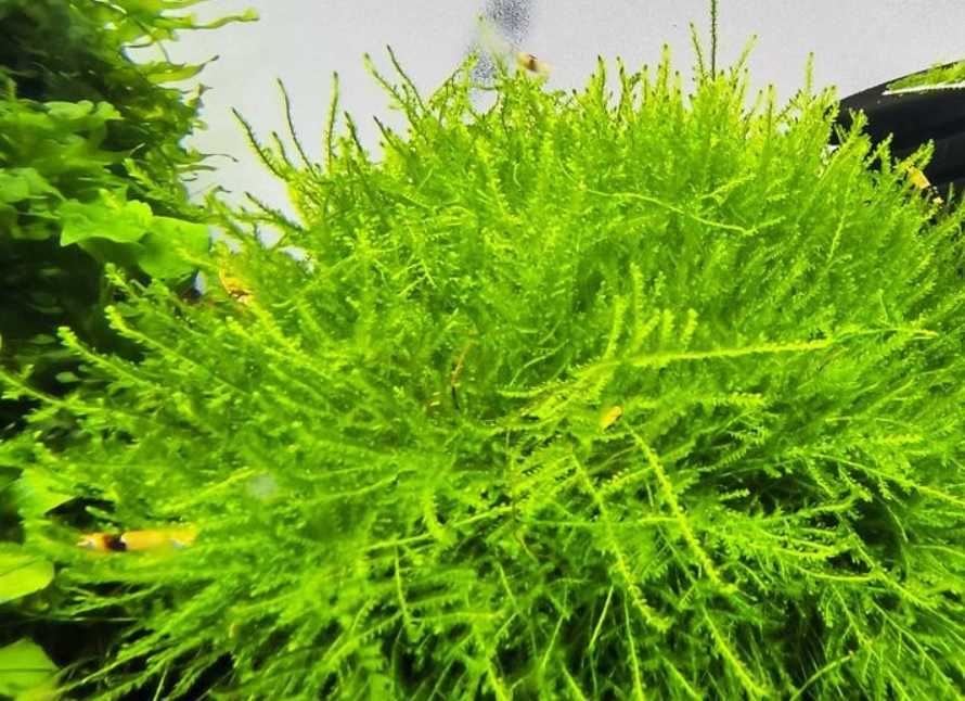 Plante acvariu Bucephalandra / Coral Moss / Muschi Fissidens Fontanus
