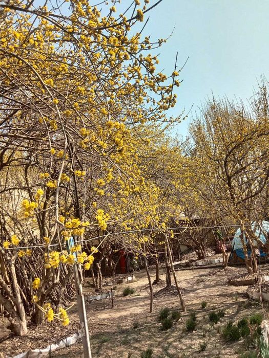 Саженцы Кизил садовый сорт