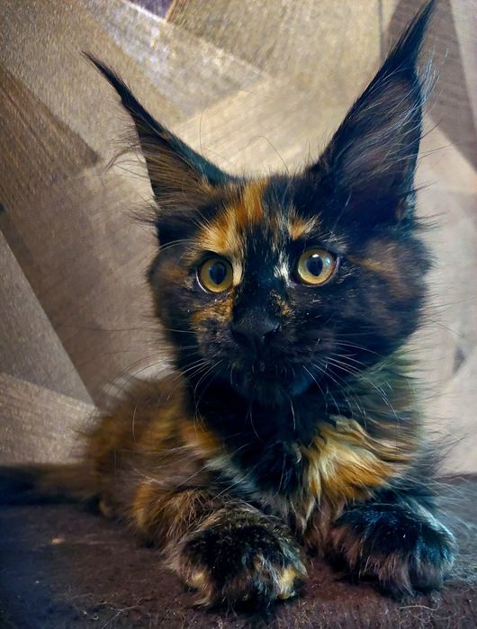 Свободные котята Мейн-кун