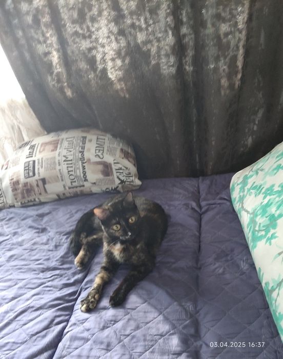 Отдам кошек в добрые руки.