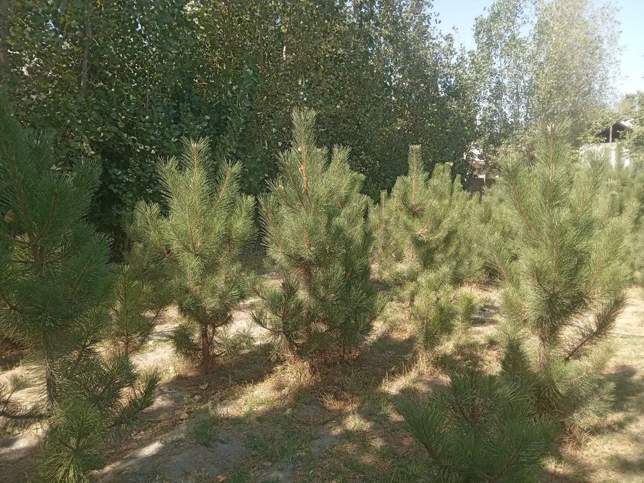 Кремский сасна оптом