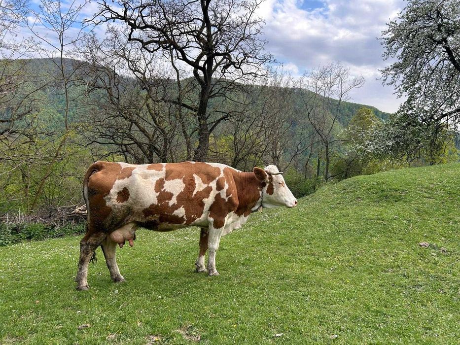 Vand vacă de 5 ani jumate mai multe detalii la telefon