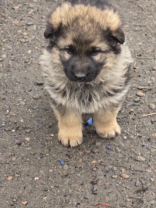 Отдам в надёжные руки