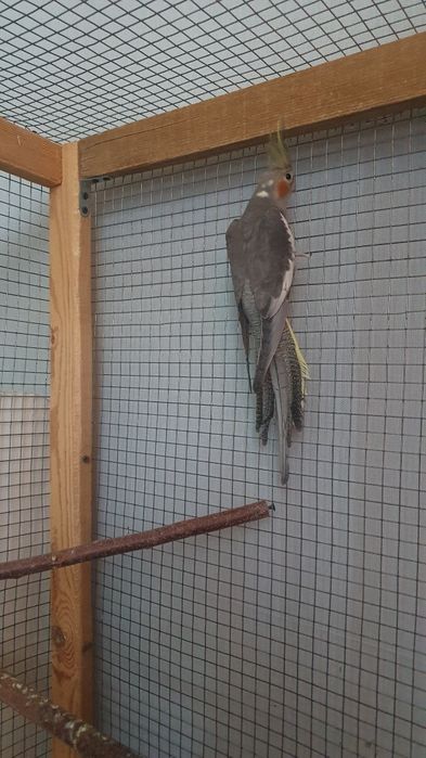 Попугаи кореллы.