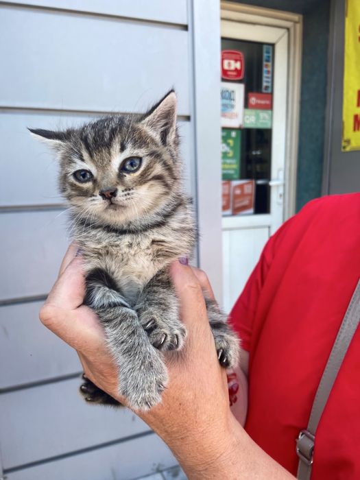 Котенок лапочка ищет заботливых хозяев