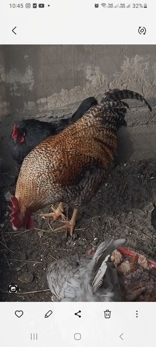 Продам Петуха билефельдер