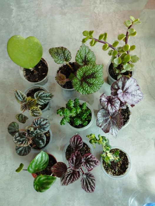 комнатные цветы не дорого