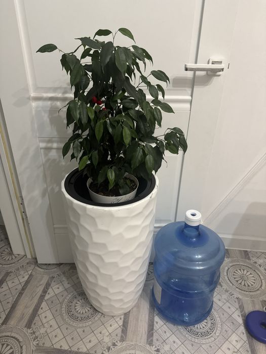 Комеатные растения