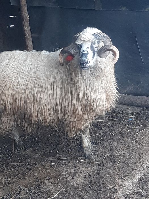 Berbec tânăr, exemplar deosebit