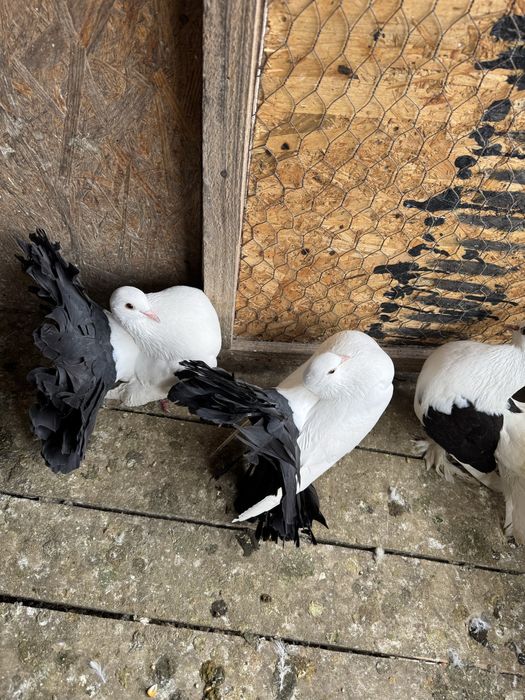 Vand Porumbei voltati