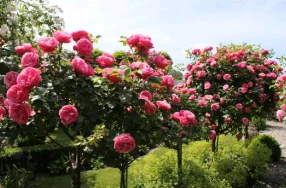 Штамповий розы саженцы