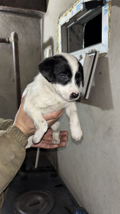 Ищу дом для щенят