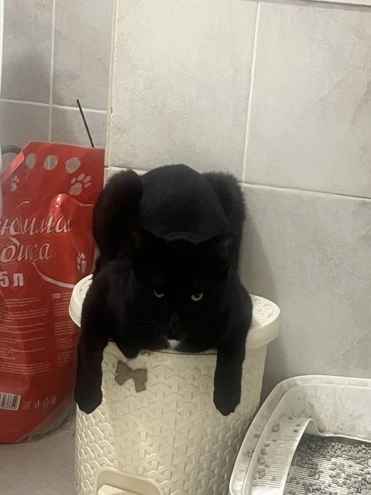 Отдам кота в добрые руки