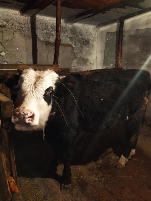 Продам бычков с откорма !