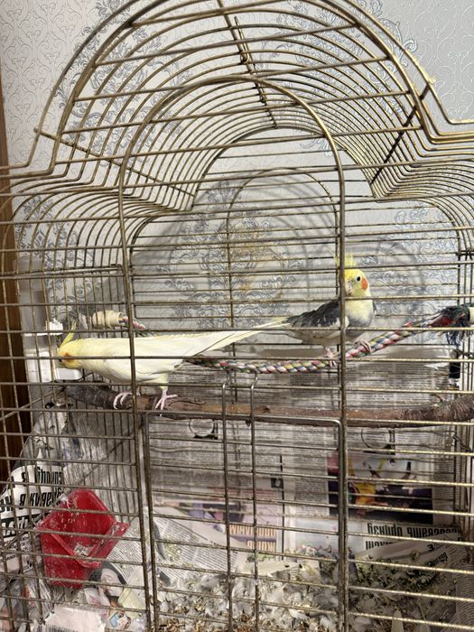 Попугай корелла пара