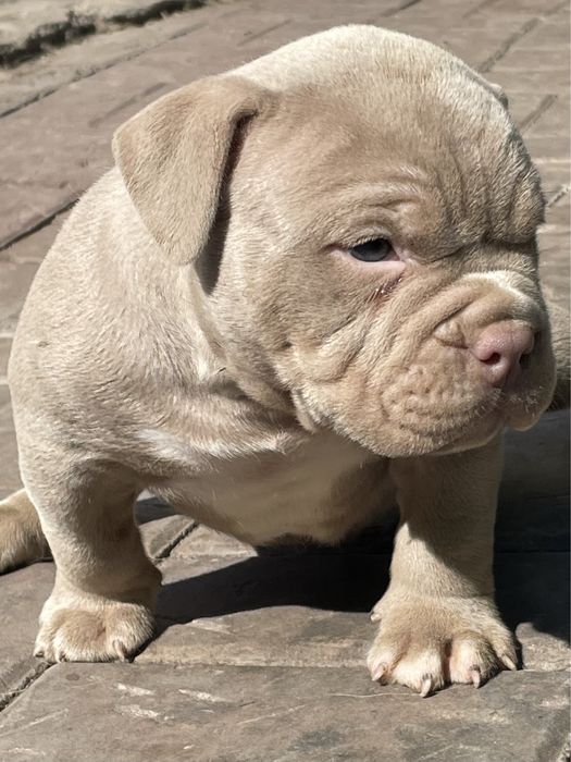 Американский булли