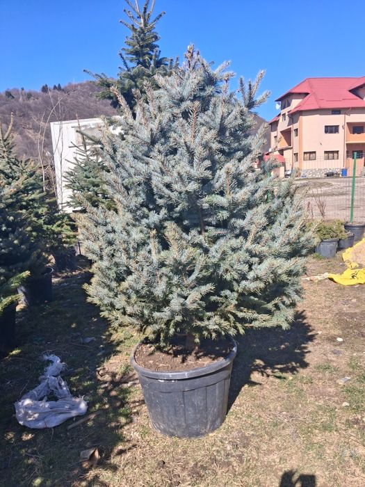 Leyladi mesteacăn tei pin platani