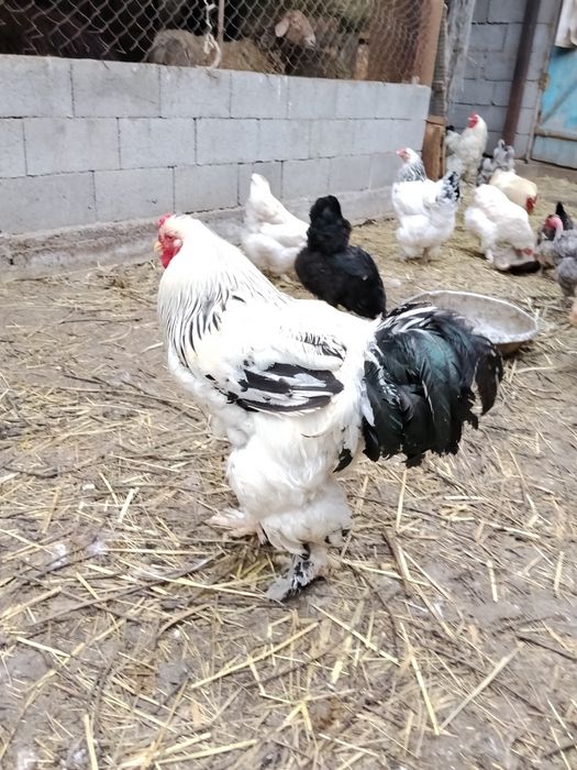 Продам Петухов Белая Брама