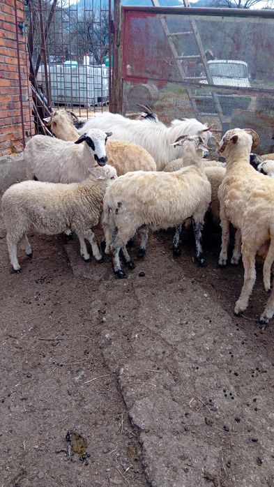 Oi de vanzare Sacele