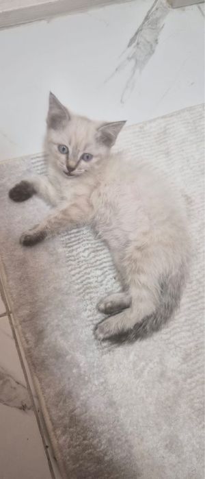 Котенок девочкаа