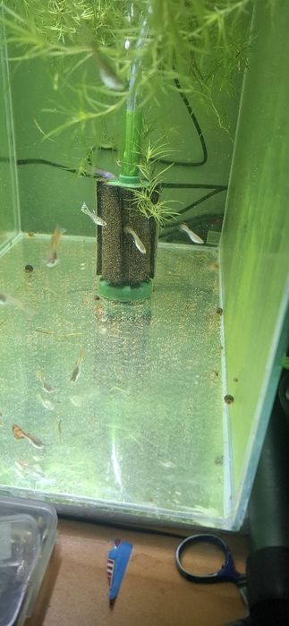 Гупи микс  (Ендлер)