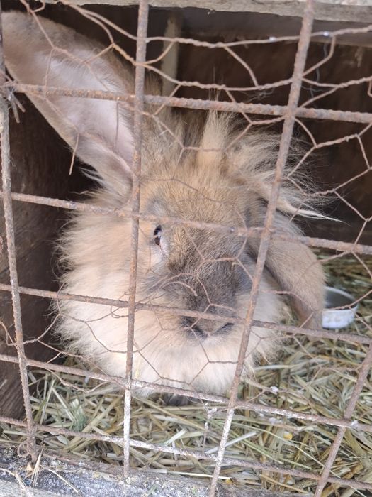 Iepuri metis berbec german si cap de leu