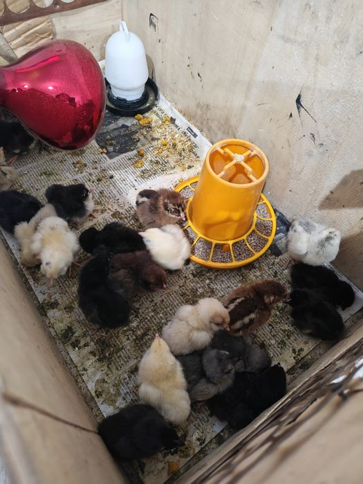 Цыплята 1шт 850тг