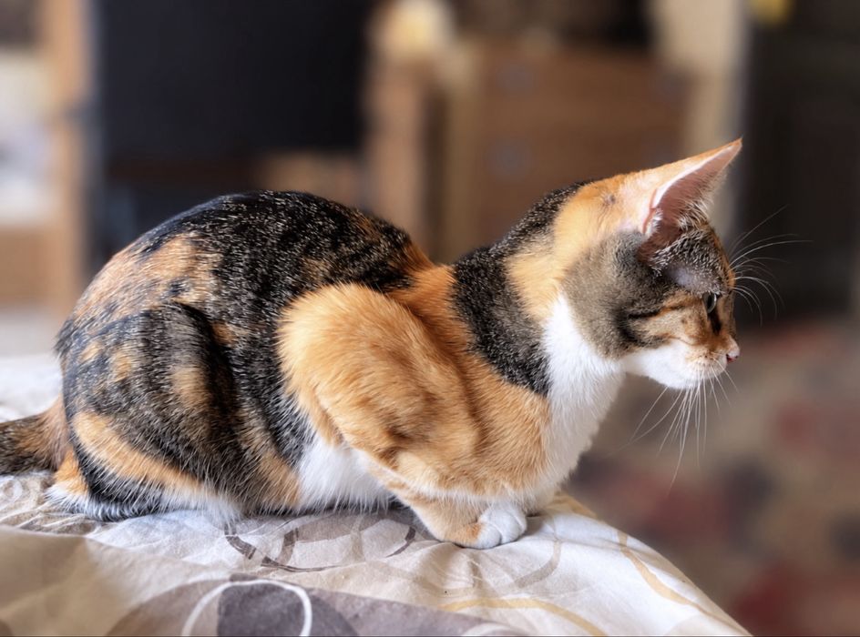 Подарявам котенце