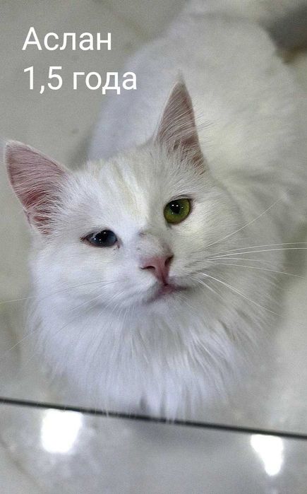 Кошечки и котики в добрые и надёжные руки