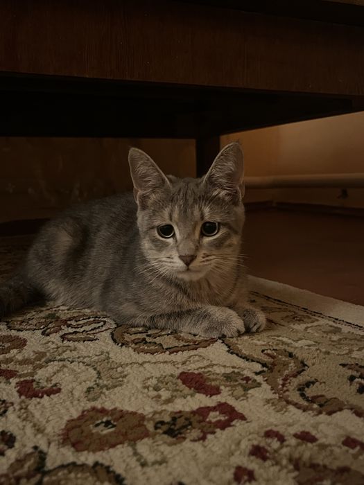 Кошка отдаем в хорошие руки