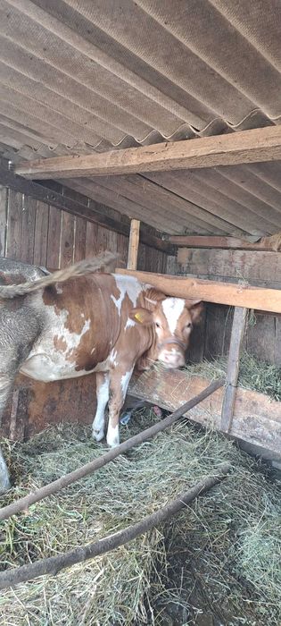 Vand junca si vitel.