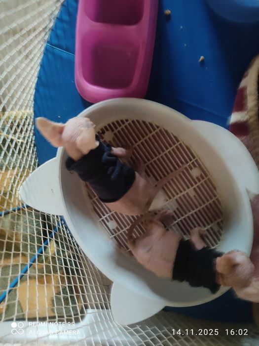 Продаётся милая девочка сфинкс