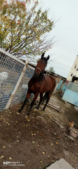 Дөнен сатылады .