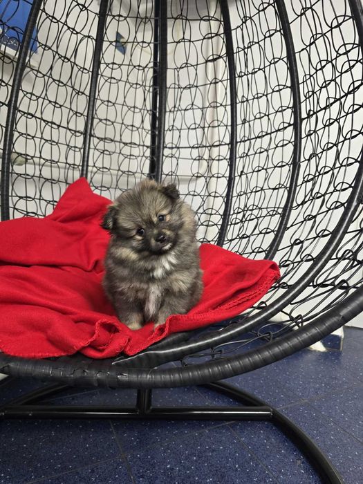 Померан Померанче