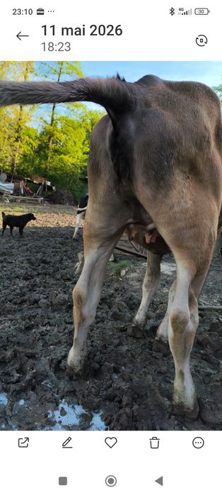 Vând vițea bruna ,vârstă 1an ,gestanta