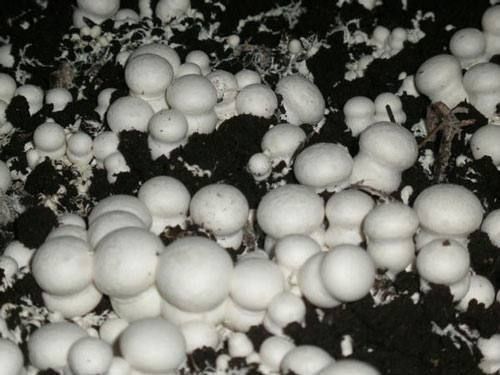 Шампиньон бизнесини ургатамз