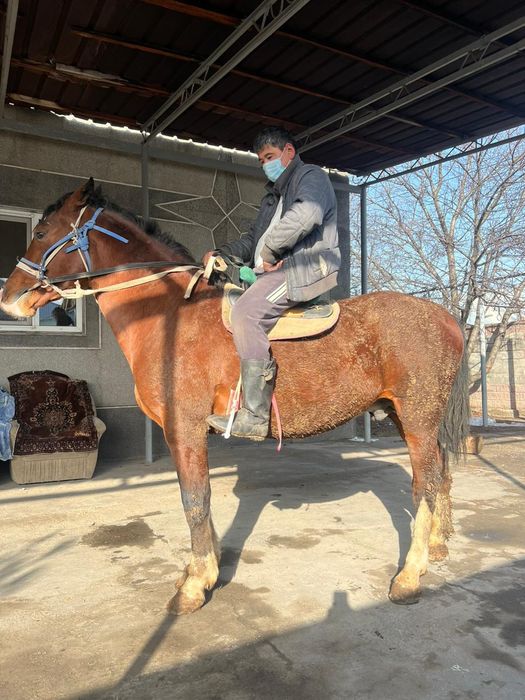 Айгыр сатылады. Продается жеребец.