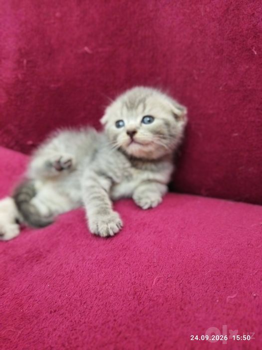 Шотланские котята