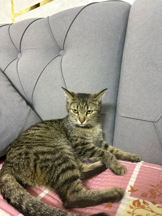 отдам в хорошие руки котят