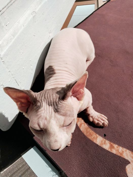 Сфинкс Бамбино девочка